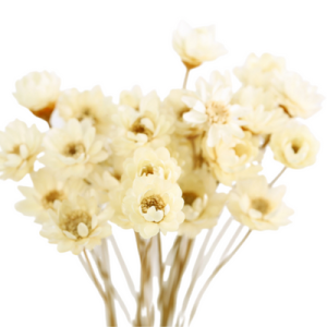 White Preserved Flowers | 30 Stems